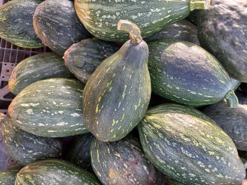 박린님의 장터 판매 상품 [만차량단호박] 첨부 사진