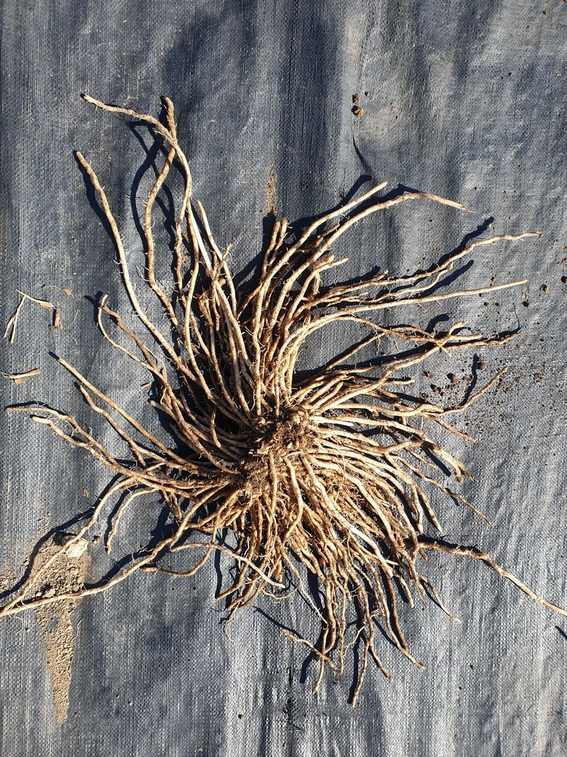 장터 상품 [아스파라거스 2년근 종근 ] 썸네일