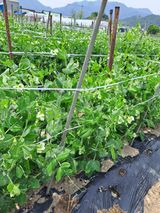 팜모닝 2024년 농사 계획은?·참여글 게시글 이미지