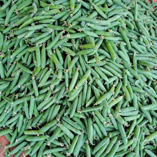 알 수 없음님의 2024년 농사 계획은? · 참여글 작성글 사진