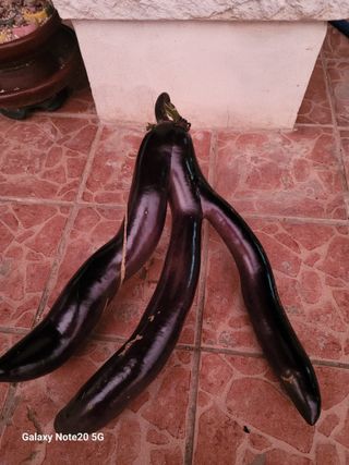 강화댁님의 농사, 무엇이든 물어보세요! · 참여글 작성글 사진