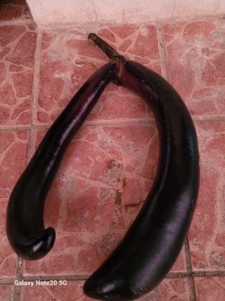 강화댁님의 농사, 무엇이든 물어보세요! · 참여글 작성글 사진