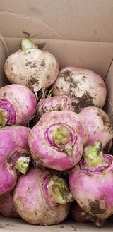 팜모닝 자유주제·자유게시판 게시글 이미지