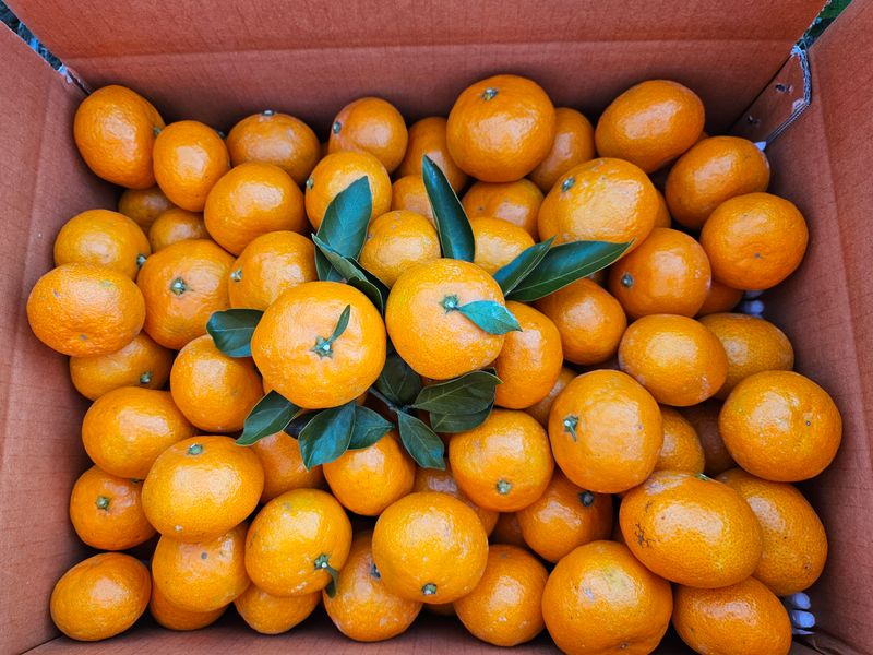 새달귤농장님의 장터 판매 상품 [달다 조생귤5키로] 첨부 사진