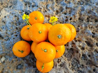 μλ¬κ·€λμ₯λμ μμ±κΈ μ¬μ§