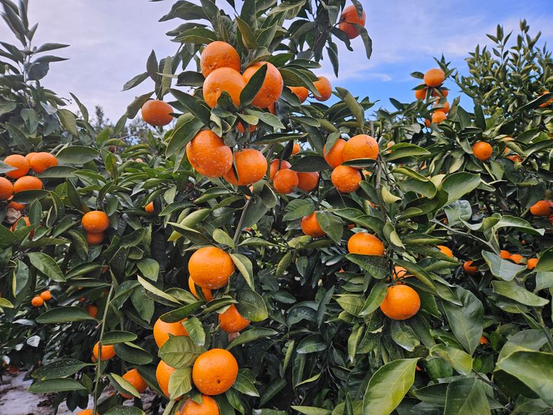 새달귤농장님의 장터 판매 상품 [달다 조생귤5키로] 첨부 사진