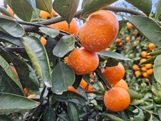 μλ¬κ·€λμ₯λμ μμ±κΈ μ¬μ§