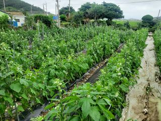 김나영 (천일염소금님의 2024년 농사 계획은? · 참여글 작성글 사진