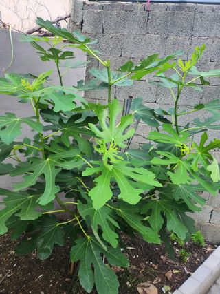 나영호님의 2024년 농사 계획은? · 참여글 작성글 사진