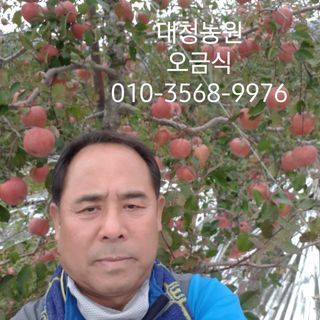 오금식(대청농원)님의 사과 · 수확 작성글 사진