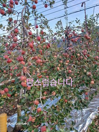오금식(대청농원)님의 사과 · 수확 작성글 사진