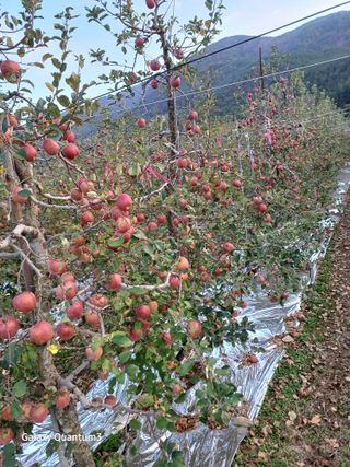 오금식(대청농원)님의 사과 · 수확 작성글 사진