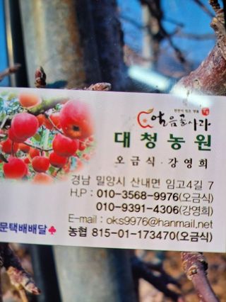 오금식(대청농원)님의 사과 · 수확 작성글 사진
