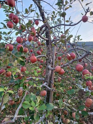 오금식(대청농원)님의 사과 · 수확 작성글 사진
