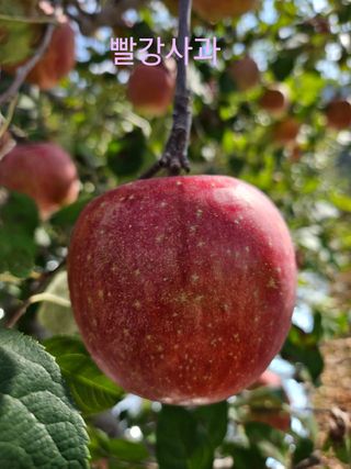 오금식(대청농원)님의 사과 · 수확 작성글 사진