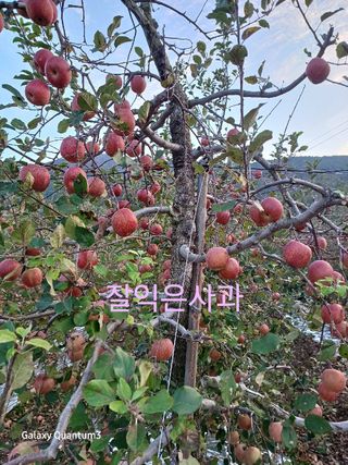 오금식(대청농원)님의 사과 · 수확 작성글 사진