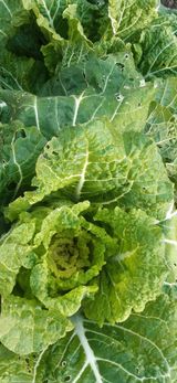 팜모닝 자유주제·자유게시판 게시글 이미지