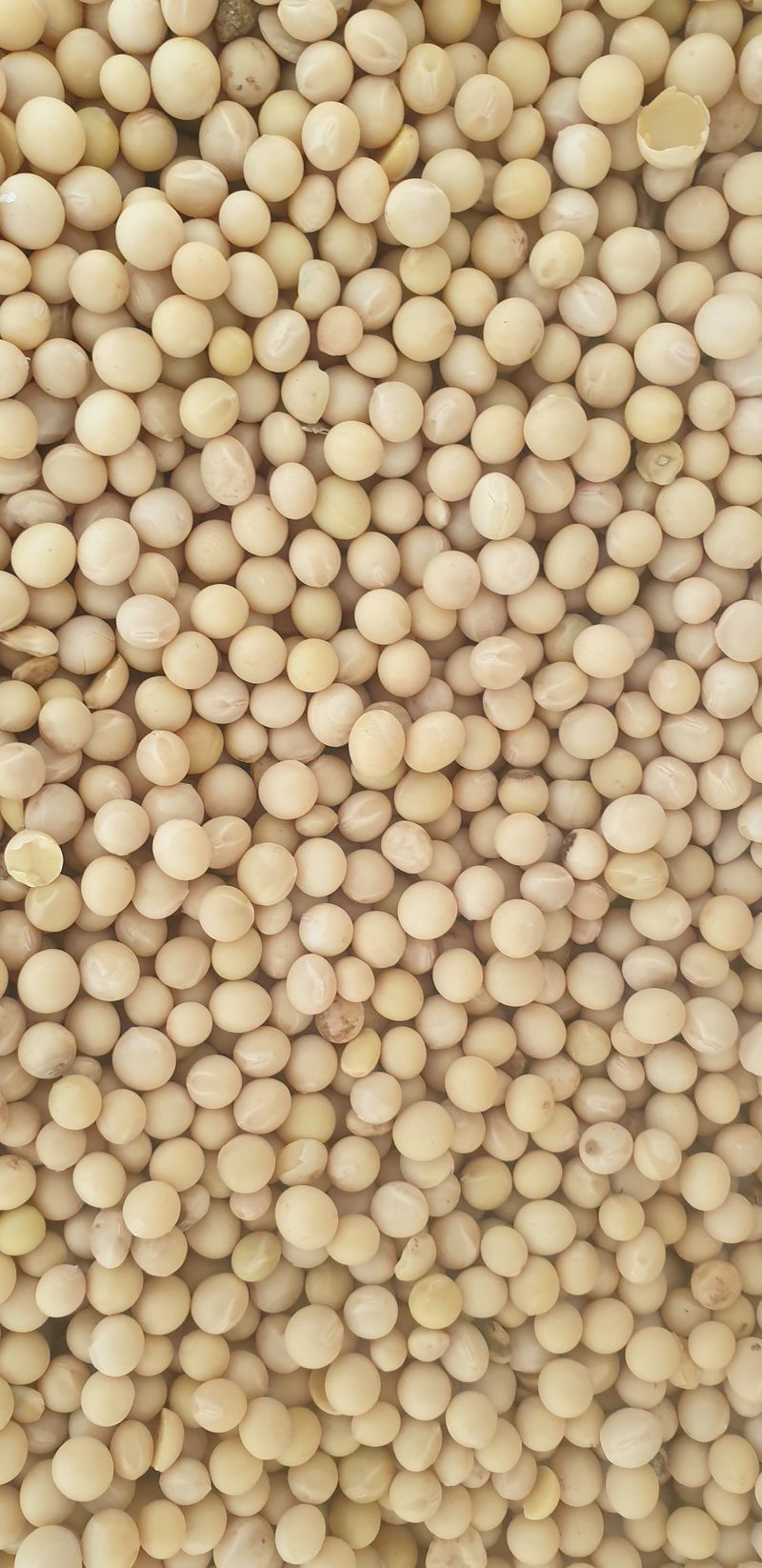 이종록님의 장터 판매 상품 [콩(대원콩)20Kg] 첨부 사진