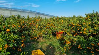 허니 오름대장님의 작성글 사진