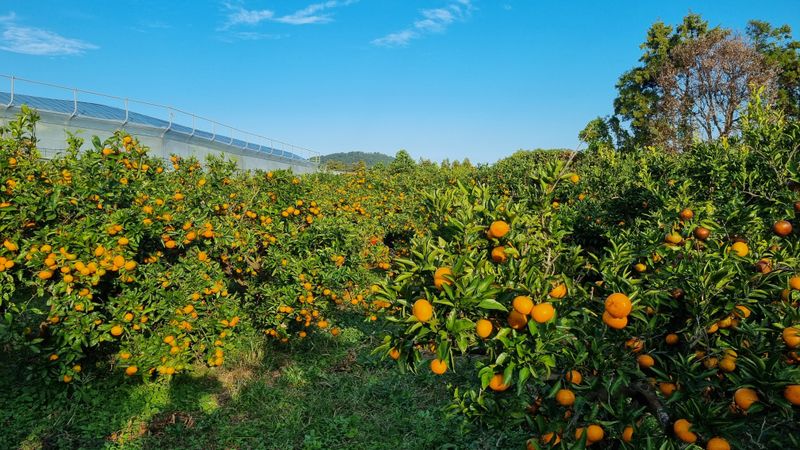 허니 오름대장님의 장터 판매 상품 [조생 노지 유기농귤 10Kg] 첨부 사진