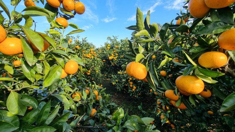 허니 오름대장님의 장터 판매 상품 [조생 노지 유기농귤 10Kg] 첨부 사진