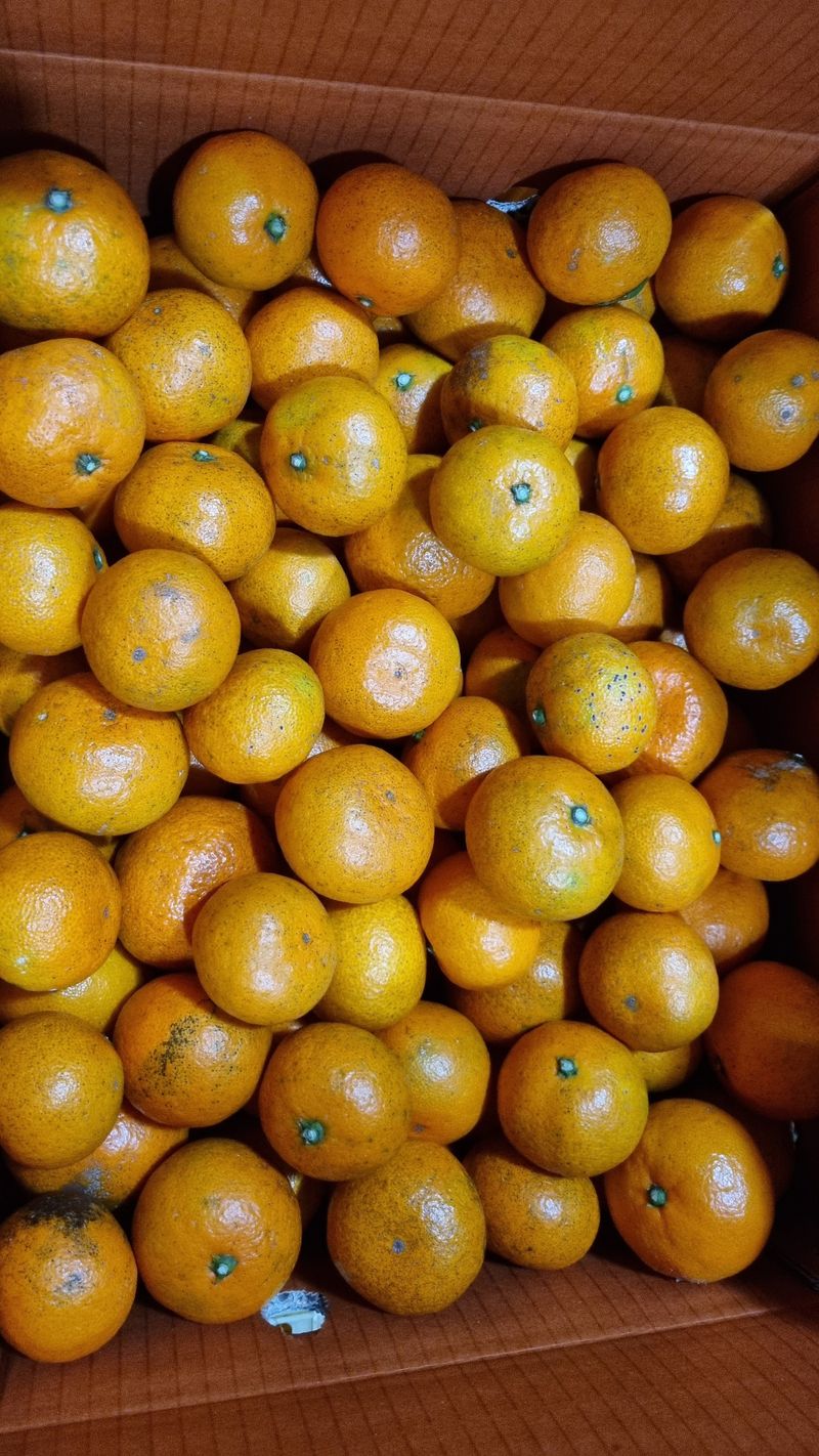 허니 오름대장님의 장터 판매 상품 [조생 노지 유기농귤 10Kg] 첨부 사진