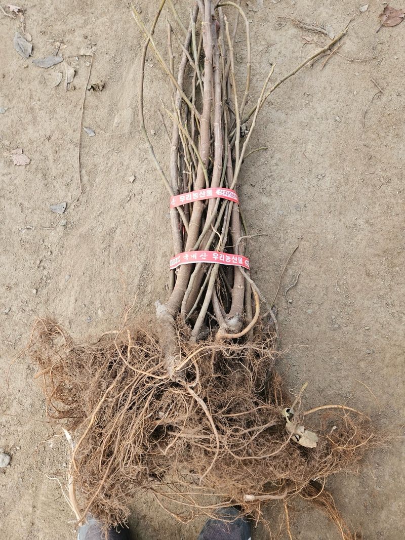 일심묘목농원님의 장터 판매 상품 [무화과(승정도후인) 삽목1년생 묘목] 첨부 사진