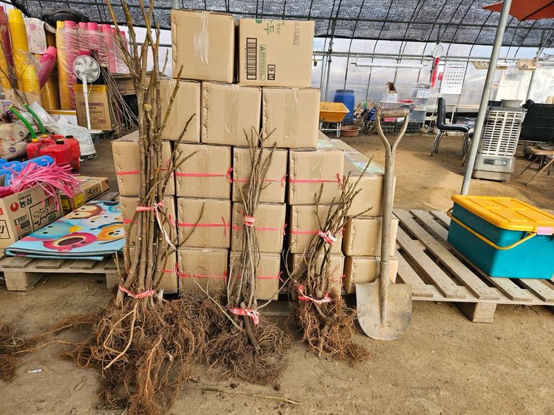 일심묘목농원님의 장터 판매 상품 [무화과(승정도후인) 삽목1년생 묘목] 첨부 사진