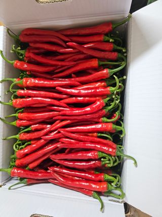 신재용님의 고추 · 수확 작성글 사진