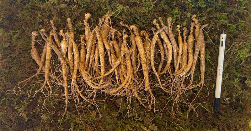 장터 상품 [8-9년근 파삼 대략 40-44뿌리 판매해요~🌱] 썸네일