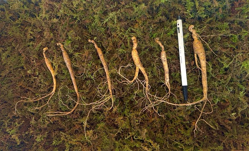 진상빈님의 장터 판매 상품 [8-9년근 파삼 대략 40-44뿌리 판매해요~🌱] 첨부 사진