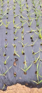 팜모닝 마늘·자연재해•동물피해 게시글 이미지