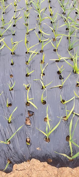 양선옥님의 마늘 · 자연재해•동물피해 작성글 사진