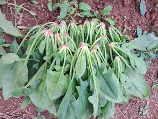 장은주님의 2024년 농사 계획은? · 참여글 작성글 사진