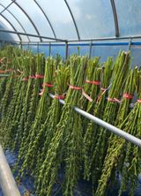 팜모닝 2024년 농사 계획은?·참여글 게시글 이미지