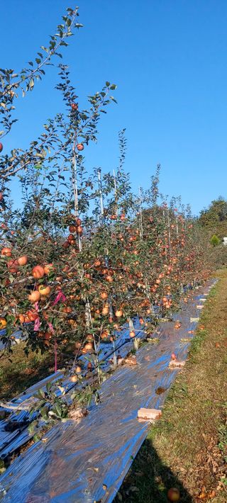 황보단님의 2024년 농사 계획은? · 참여글 작성글 사진