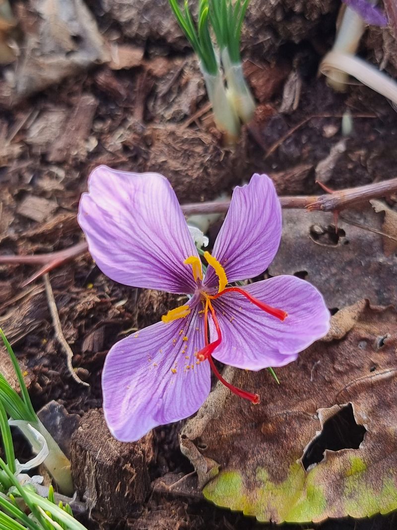 장터 상품 [크로커스 샤티버스 샤프란 2년생] 썸네일