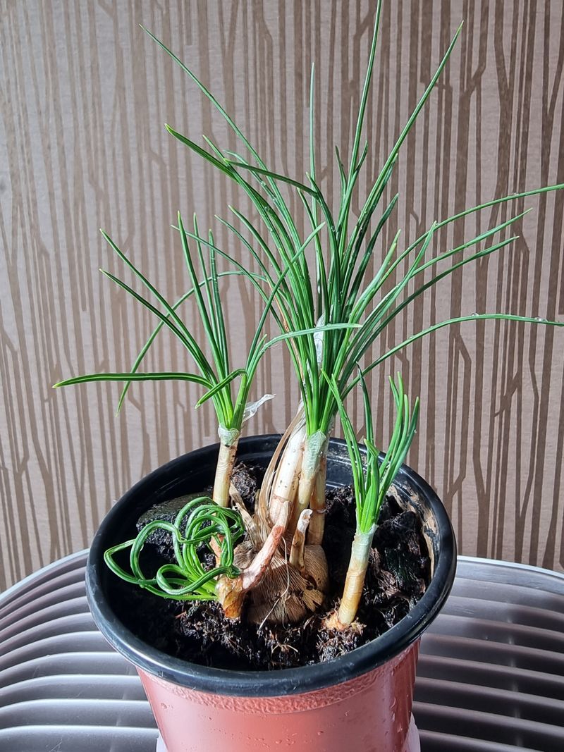 송명희님의 장터 판매 상품 [크로커스 샤티버스 샤프란 2년생] 첨부 사진