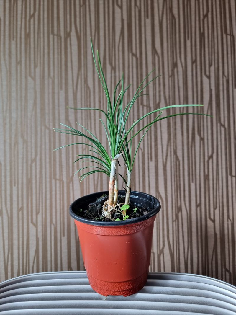 송명희님의 장터 판매 상품 [크로커스 샤티버스 샤프란 2년생] 첨부 사진