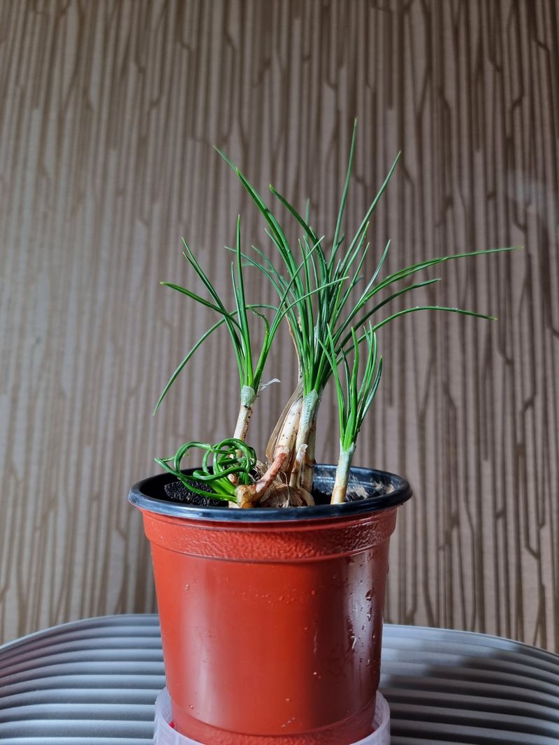 송명희님의 장터 판매 상품 [크로커스 샤티버스 샤프란 2년생] 첨부 사진