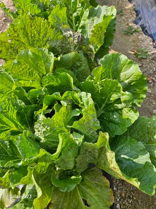 윤용탁님의 2024년 농사 계획은? · 참여글 작성글 사진