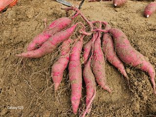 윤용탁님의 2024년 농사 계획은? · 참여글 작성글 사진