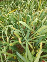 팜모닝 양파·병해충상담 게시글 이미지