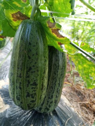 무지개♡새님의 기타작물 · 자유게시판 작성글 사진