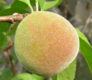 일심묘목농원님의 기타작물 · 자유게시판 작성글 사진