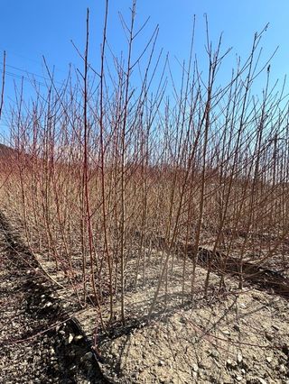 일심묘목농원님의 기타작물 · 자유게시판 작성글 사진