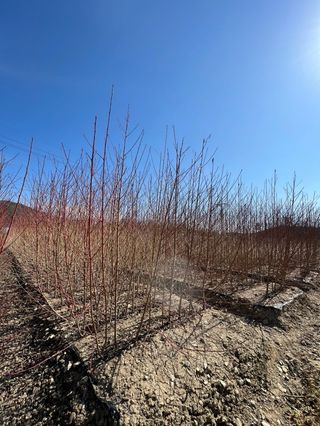 일심묘목농원님의 기타작물 · 자유게시판 작성글 사진