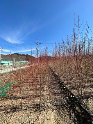 일심묘목농원님의 기타작물 · 자유게시판 작성글 사진