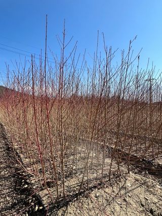 일심묘목농원님의 기타작물 · 자유게시판 작성글 사진
