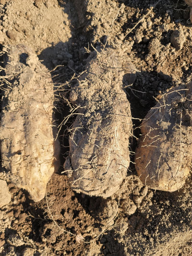 장터 상품 [둥근마1kg] 썸네일